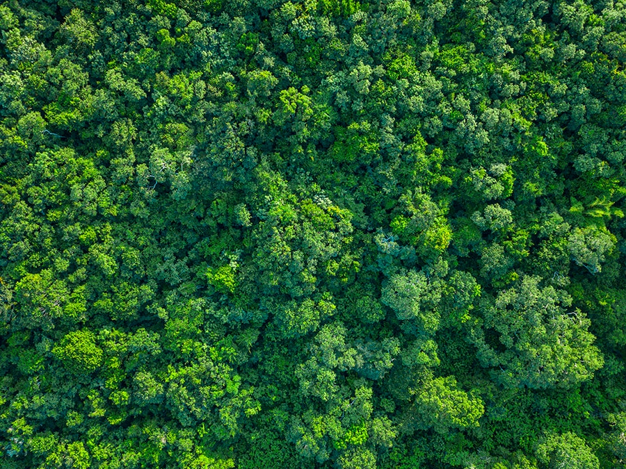 A tropical green forest from a bird’s eye view.